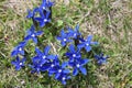 Blue Gentian flowers Royalty Free Stock Photo