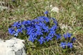 Blue gentian (Gentiana verna) blossom in Bosnia