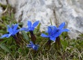 Blue gentian in nature Royalty Free Stock Photo
