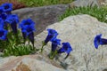 Blue gentian Royalty Free Stock Photo