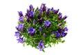 Blue gentian on white isolated background Royalty Free Stock Photo