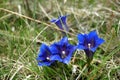 Blue Gentiana flower