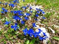 Blue gentiana flowers bloom in spring