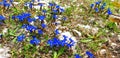 Blue gentiana flowers bloom in spring in a clearing among rocks.