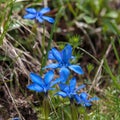 Blue Gentiana Flowers near Misurina Lake