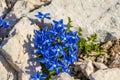 Blue Gentiana utriculosa flowers in mountains