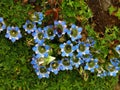 Blue gentians Royalty Free Stock Photo