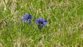 Blue gentians in the green meadow in the mountains Royalty Free Stock Photo