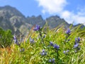 Blue gentians Royalty Free Stock Photo
