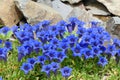 Blue gentians Royalty Free Stock Photo