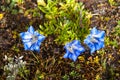 Blue gentians Ã¯Â¼Åtiny blue flowers of Himalayans , Bumdrak trekking , Bhutan