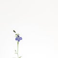 Blue gentle bellflower on the white background. Soft, airy, elegant artistic image