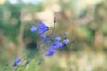 Blue gentle forest bells on blurred background of green plants. Campanula rotundifolia harebell macro in forest