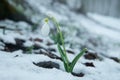 Blue gentle snowdrop in the snow Royalty Free Stock Photo