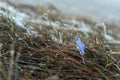 Blue gentle snowdrop in the snow