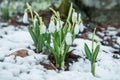 Blue gentle snowdrops in the snow Royalty Free Stock Photo