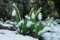 Blue gentle snowdrops in the snow Royalty Free Stock Photo