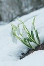 Blue gentle snowdrops in the snow. Royalty Free Stock Photo