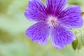 Blue Geranium