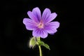 Blue geranium against black