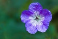 Blue Geranium or Cranesbill flower Royalty Free Stock Photo