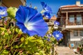 Blue geranium flower on the background of the streets