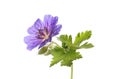 Blue geranium flower