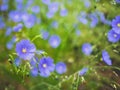 Blue geranium flowers with raindrops in the front garden or garden. Spring and summer flowers. Dew on flowers Royalty Free Stock Photo