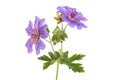 Blue geranium flowers