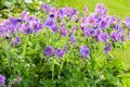 Blue Geranium in a garden, Latvia Royalty Free Stock Photo