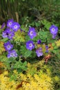 Blue Geranium with yellow plants