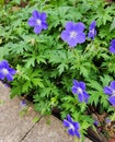 Blue Geraniums Royalty Free Stock Photo