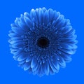 Blue gerbera daisy flower classic background