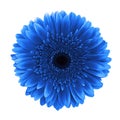 Blue gerbera daisy flower isolated white background clipping path