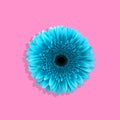 Blue gerbera daisy flower pink background