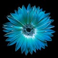 Blue gerbera flower on black isolated background with clipping path. Closeup. Royalty Free Stock Photo