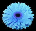 Blue gerbera flower, black isolated background with clipping path. Closeup., Royalty Free Stock Photo
