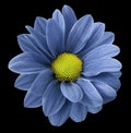 Blue gerbera flower. Black isolated background with clipping path. Closeup. no shadows. For design. Royalty Free Stock Photo