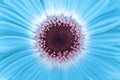 Blue Gerbera flower closeup nature background Royalty Free Stock Photo