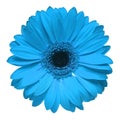 Blue gerbera flower isolated on white background Royalty Free Stock Photo