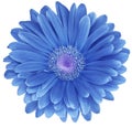 Blue gerbera flower isolated on a white background. No shadows with clipping path. Close-up. Royalty Free Stock Photo