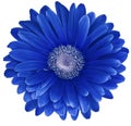 Blue gerbera flower isolated on a white background. No shadows with clipping path. Close-up. Royalty Free Stock Photo