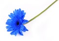 Blue gerbera flower on white Royalty Free Stock Photo