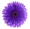 Blue gerbera flower on a white isolated background with clipping path. Closeup. For design. Royalty Free Stock Photo