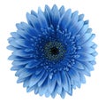 Blue gerbera flower on a white isolated background with clipping path. Closeup. For design. Royalty Free Stock Photo