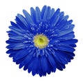 Blue gerbera flower on a white isolated background with clipping path. Closeup. no shadows. For design. Royalty Free Stock Photo