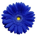Blue gerbera flower, white isolated background with clipping path. Closeup. no shadows. For design. Royalty Free Stock Photo