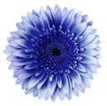 Blue gerbera flower, white isolated background with clipping path.   Closeup.  no shadows.  For design. Royalty Free Stock Photo