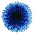 Blue gerbera flower, white isolated background with clipping path.   Closeup.  no shadows.  For design. Royalty Free Stock Photo