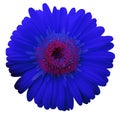 Blue gerbera flower, white isolated background with clipping path. Closeup. no shadows. For design. Royalty Free Stock Photo